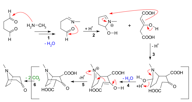 Tropinone synthesis