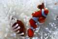  Corals aren’t the only organisms on the reef that suffer from bleaching – this anemone on Farquharson Reef, east of ...