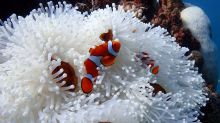  Corals aren’t the only organisms on the reef that suffer from bleaching – this anemone on Farquharson Reef, east of ...