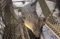 A four-metre crocodile has been caught in the Johnstone River in Innisfail, metres from where a man was grabbed by the arm.