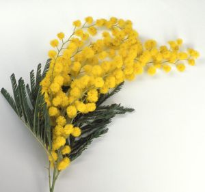 Sprays of Australian mimosa are given to women in Italy to symbolise love and appreciation.