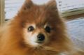 Peter and Maree Toscan's 13-year-old Pomeranian was killed after being savaged by three large dogs on a public footpath. 