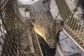 A four metre crocodile has been caught in the Johnstone River in Innisfail, metres from where a man was grabbed by the ...