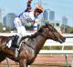 Winner: Luke Currie rides Hey Doc to victory in the Australian Guineas at Flemington. 