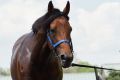 Trainer Lee Freedman takes Our Ivanhowe for a swim at Flemington Racecourse in 2015.