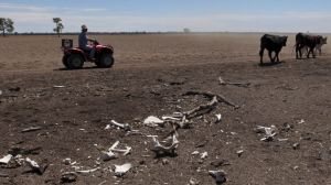 South-east Queensland could return to water restrictions in 2018, if the recent rainfall doesn't break the drought.