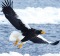 The impressive Steller's sea eagle is the most powerful eagle in the world.