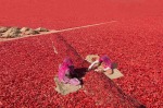 An elevated view of villagers sorting out chillis in the drying field of Rajasthan, India.