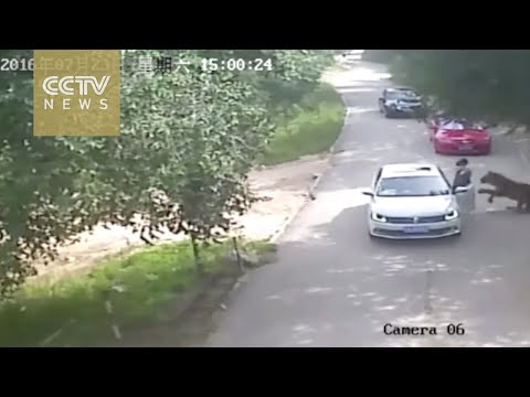 Footage shows shocking tiger attack in Beijing's wildlife park