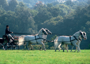 Carriage Ride