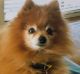 Peter and Maree Toscan's 13-year-old Pomeranian was killed after being savaged by three large dogs on a public footpath. 