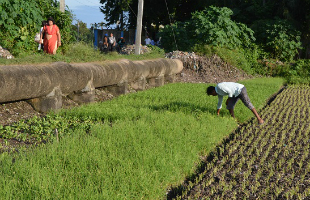 A man picking bushes in a field, irrigated by reused wastewater, in Kolkata, India