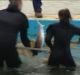 Rescuers secure the juvenile shark before releasing it into the water.