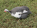 Guinea fowl.jpg