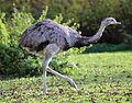 Nandu Rhea americana Tierpark Hellabrunn-1.jpg