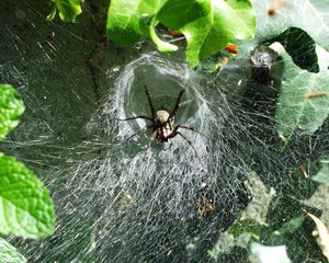 File - A funnel-web spider (Agelenidae labyrinthica) in its intricate web.