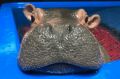 Fiona rests her chin on the rim of a tub in her enclosure.