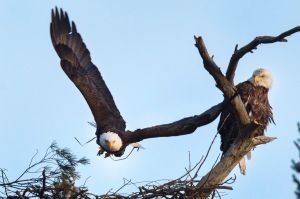 A pair of bald eagles conduct the spring ritual of building a nest in a tall pine tree Saturday, March 11, 2017, on the ...