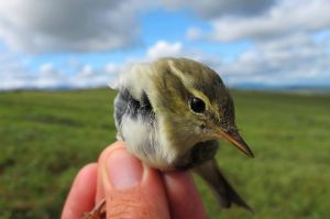 An Arctic Warbler in Nome, Alaska.