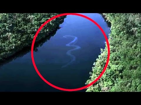 DEADLIEST Creatures Of The Amazon!