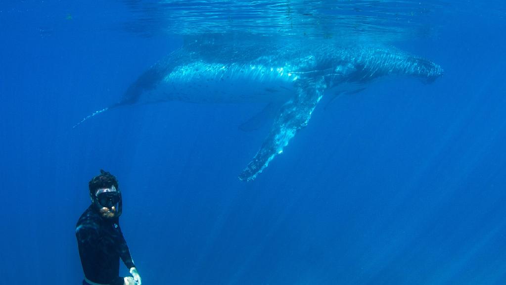 Diving with humpback whales on Ningaloo Reef. Picture: Coral Bay Eco Tours
