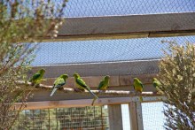 Orange-bellied parrot deaths blamed on dud disinfectant (ABC Environment)