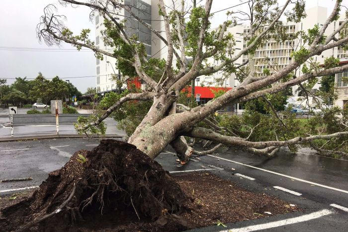 Fallen tree in Mackay car park