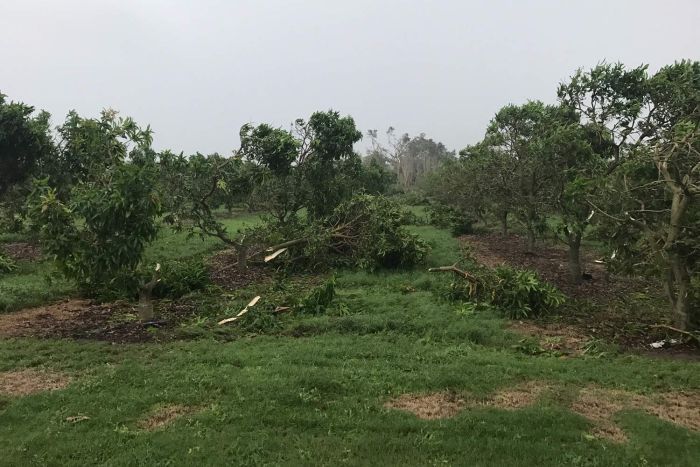 Mango trees crushed.