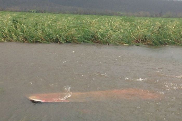 Flattened and flooded cane fields around Proserpine.