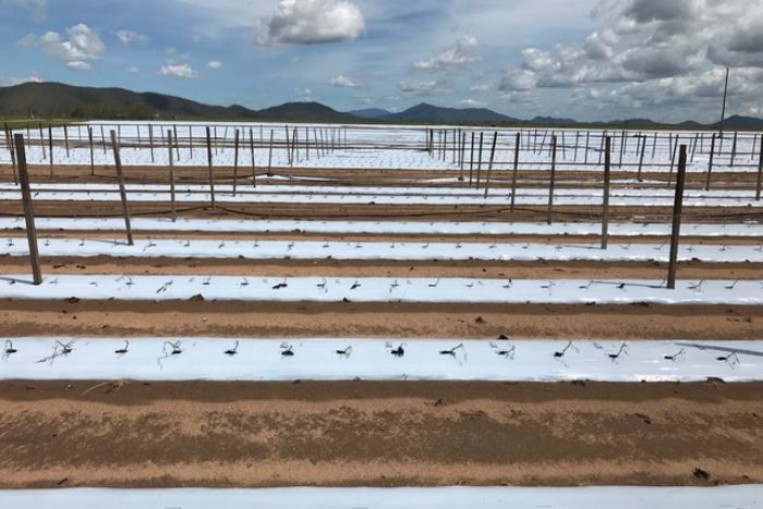 Rows and rows of dead crops at a farm near Bowen.