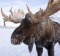 Moose, Canada: Get off my lawn.

