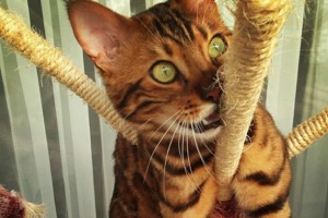 Thor is the supermodel Bengal cat taking over your social media feeds.