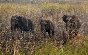 FILE- In this Thursday, Feb. 9, 2017, file photo, wild elephants stand amid grass as Indian villagers try to chase them away from their Misamari village on the outskirts of Gauhati, Assam state, India. Wildlife activists say human encroachment in the forests of northeast India have forced elephants out of their natural habitats, triggering conflicts with locals. Conservationists have urged the government to remove encroachments and free elephant corridors that are used by the beasts to move across forests in search of food. (AP Photo/Anupam Nath, File)