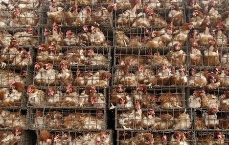 chickens-in-cages