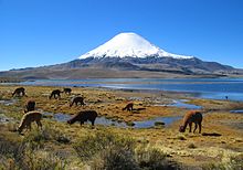 Bofedal de Parinacota