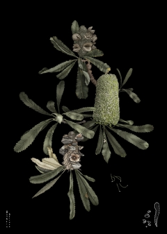 Night Banksia (serrata) 2017