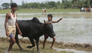 File - An Indian village farmer returns home with his cow at Hero Bhanga Village in South 24 Pargana, India, Saturday 12 July 2014.  The Indian state of Gujarat has introduced a law making the slaughter of cows punishable with life imprisonment.