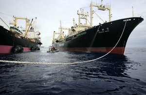 The 22-year-old, 8,000-ton vessel Nisshin Maru (日新丸?) is the largest ship of the Japanese whaling fleet. The ship is part of a six to seven ship fleet headed by research leader Shigetoshi Nishiwaki and is based in Japan in Shimonoseki harbor.[3] It is a converted stern trawler and is the world's only whale factory ship. [4] The ship is owned by Tokyo-based company Kyodo Senpaku Kaisha, which is subsidiary of the government-funded Institute of Cetacean Research.