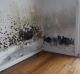 An infestation of black mould in an apartment. 