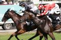 Firm footing key: Chauffeur just fails to run down Houtzen in the Magic Millions. 