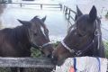 Two bay mares, Dora and Nelly, suffered a few scratches during the flooding event.