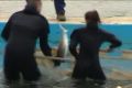 Rescuers secure the juvenile shark before releasing it into the water.