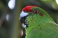 Conservationists have raised enough money to start an "insurance colony" of Norfolk Island green parrots.