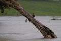 The Scenic Rim Council has issued an emergency warning to residents in flood-prone areas to move to higher ground, ...