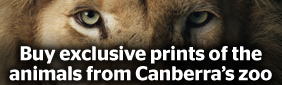 Buy exclusive prints of the 
animals from Canberra zoo