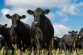 Cattle at the Sustainable Agriculture Fund's King Island property.