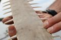 Study shows that sawfish use their rostra as the ultimate stealth weapon, barely disturbing the water as they hunt for ...