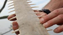 Study shows that sawfish use their rostra as the ultimate stealth weapon, barely disturbing the water as they hunt for ...