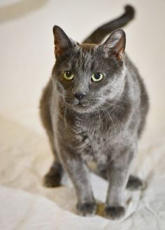 Adult cat described as 'very friendly'