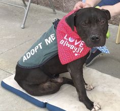 'Sweet' dog awaits adoption